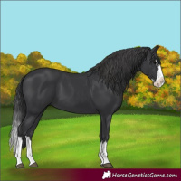 Horse Color:Black Splash 