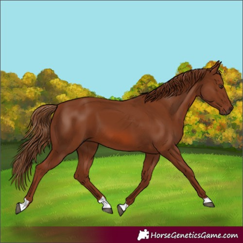 Horse Color:Chestnut 