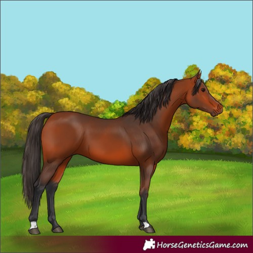 Horse Color:Bay 