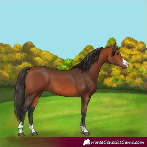 Horse Color:Bay 