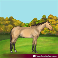 Horse Color:Buckskin Dun 