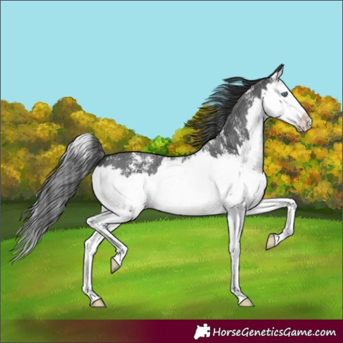 Horse Color:Black Sabino Splash 