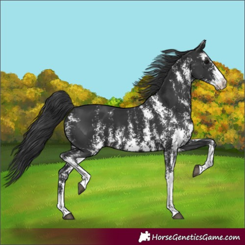 Horse Color:Black Sabino