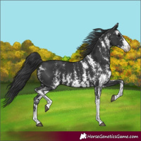 Horse Color:Black Sabino 