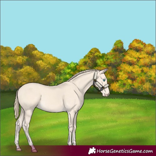 Horse Color:Perlino 