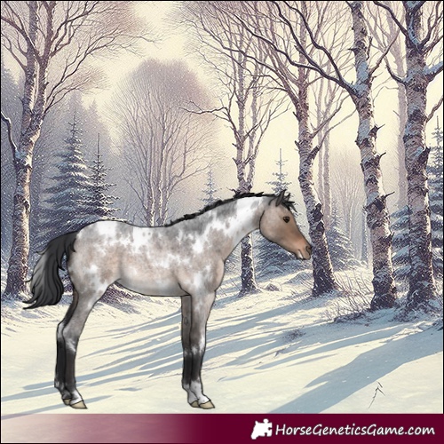 Horse Color:White Spotted Brown Roan Dun 