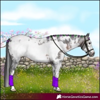 Horse Color:Gray White Spotted Brown Sabino Frame Appaloosa 