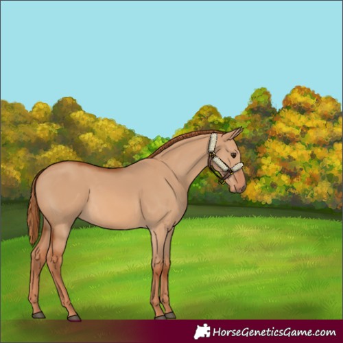 Horse Color:Red Dun 