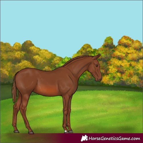 Horse Color:Chestnut 