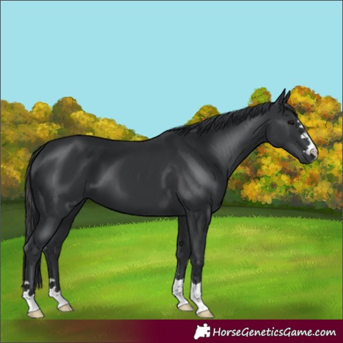 Horse Color:Black 