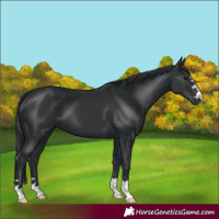 Horse Color:Black 