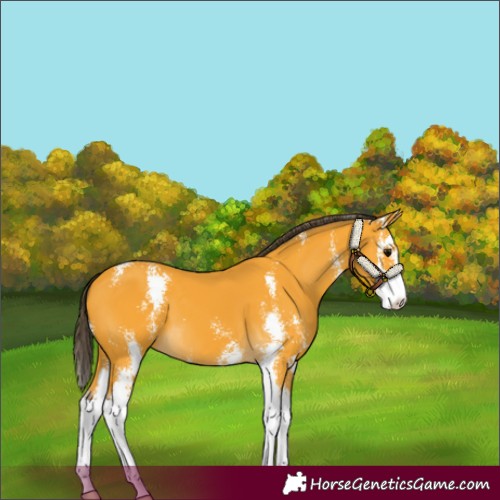 Horse Color:Buckskin Sabino