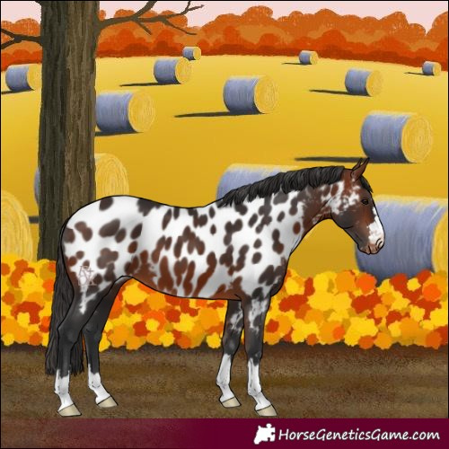 Horse Color:Bay Near Leopard 