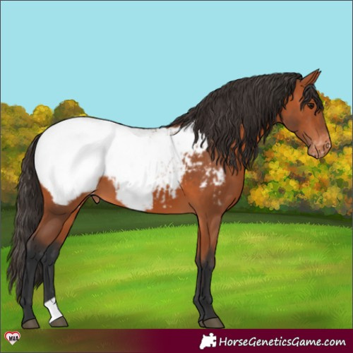 Horse Color:Bay Snowcap 
