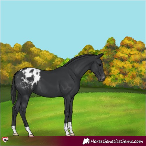 Horse Color:Black Appaloosa 
