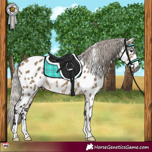 Horse Color:Gray Silver Brown Dun Near Leopard 