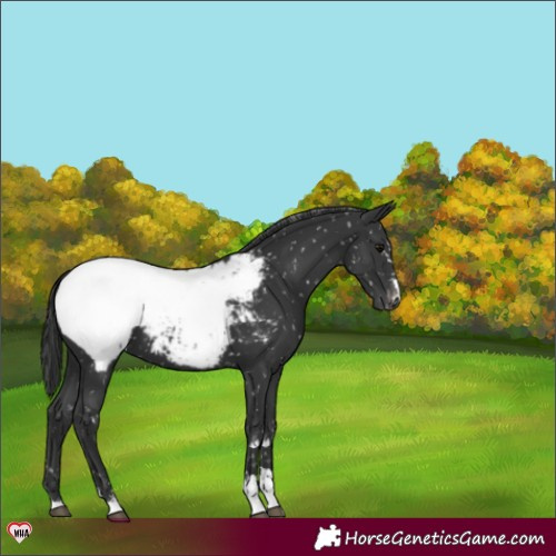 Horse Color:Black Appaloosa 
