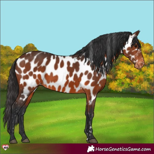 Horse Color:Brown Appaloosa