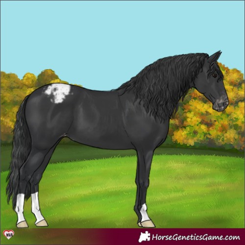 Horse Color:Black Appaloosa