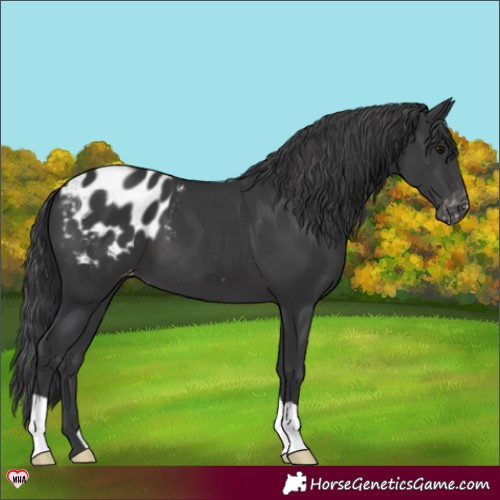 Horse Color:Black Appaloosa 