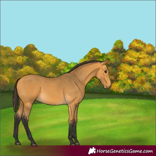 Horse Color:Buckskin 
