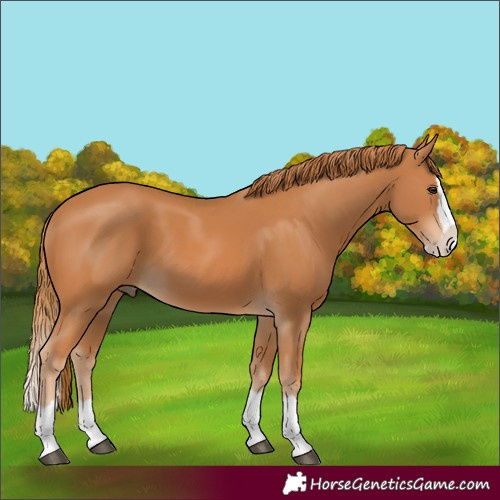 Horse Color:Chestnut Splash 