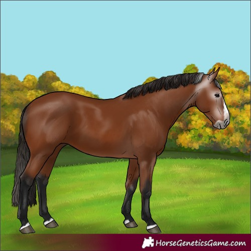Horse Color:Gray Bay Splash 