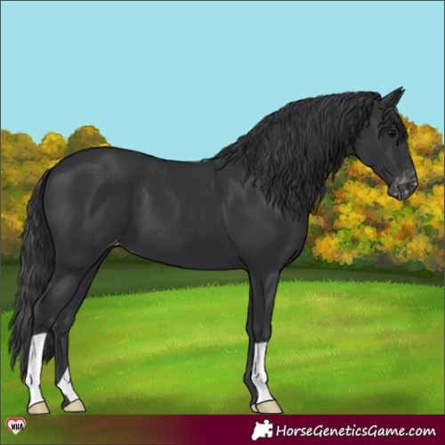 Horse Color:Black Appaloosa 