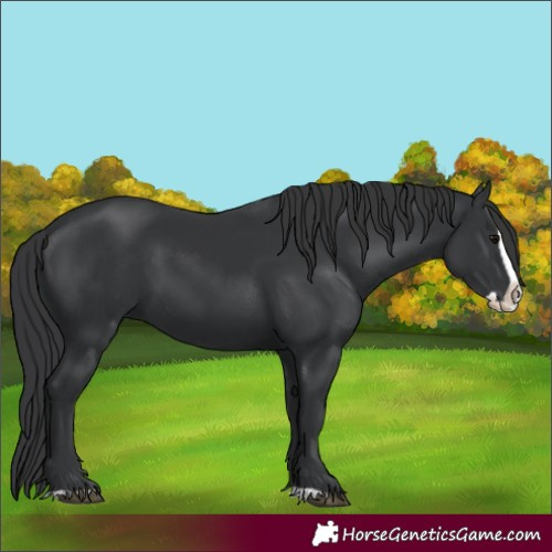 Horse Color:Black Splash 