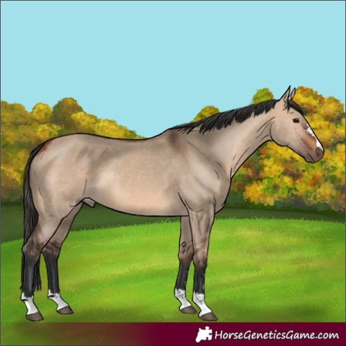 Horse Color:Bay Dun