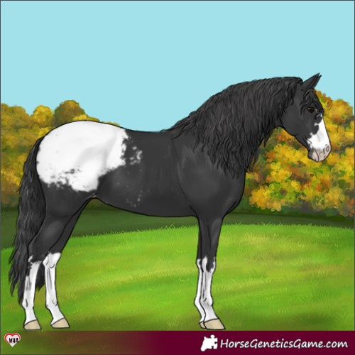 Horse Color:Black Snowcap 