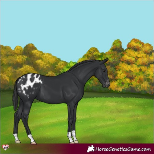 Horse Color:Black Appaloosa 