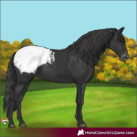 Horse Color:Black Appaloosa 