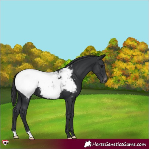 Horse Color:Black Appaloosa 