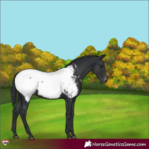 Horse Color:Black Appaloosa 