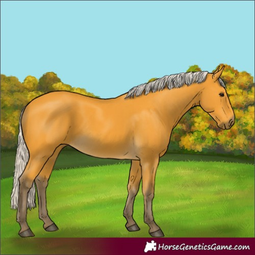 Horse Color:Silver Buckskin 