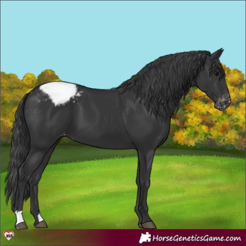 Horse Color:Black Appaloosa 