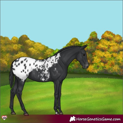 Horse Color:Black Appaloosa 