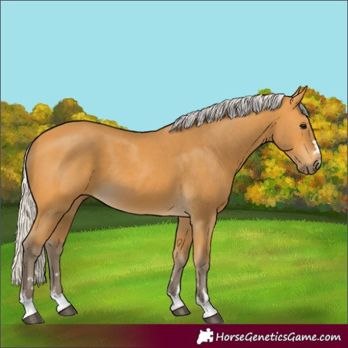 Horse Color:Silver Buckskin 