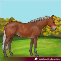 Horse Color:Silver Bay 
