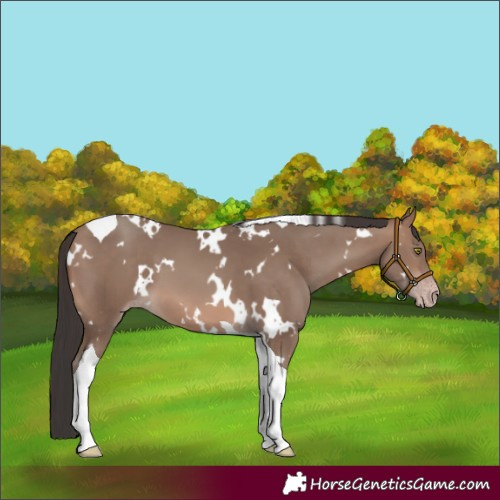 Horse Color:White Spotted Sable Champagne Tobiano 