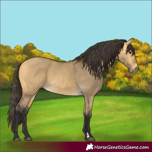 Horse Color:Buckskin Dun 