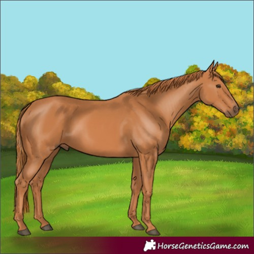 Horse Color:Unknown 