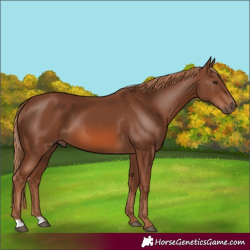 Horse Color:Unknown 