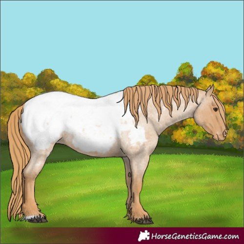 Horse Color:Red Roan Appaloosa 