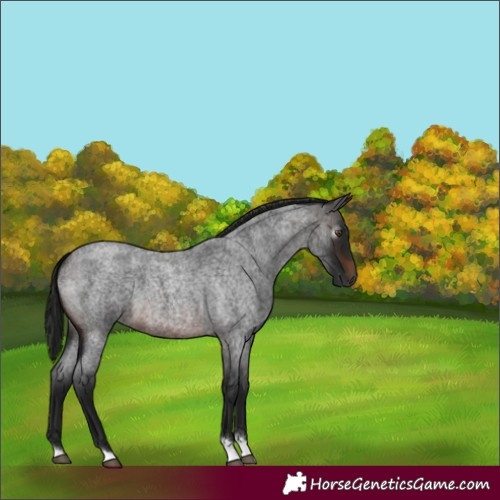 Horse Color:Gray Brown Roan
