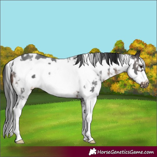 Horse Color:White Spotted Brown Sabino Frame 