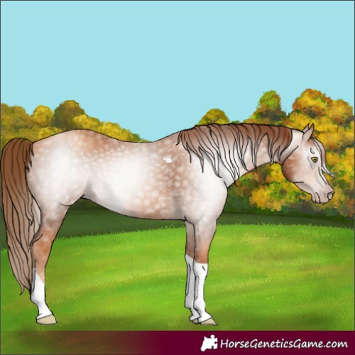 Horse Color:Gray Gold Champagne Tobiano