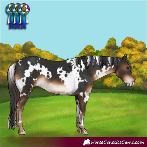 Horse Color:White Spotted Liver Chestnut 