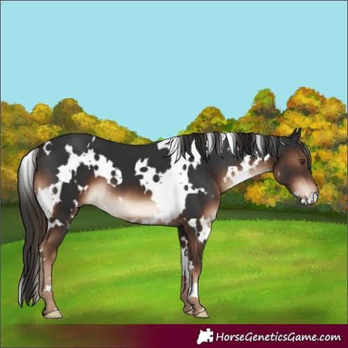 Horse Color:White Spotted Liver Chestnut 